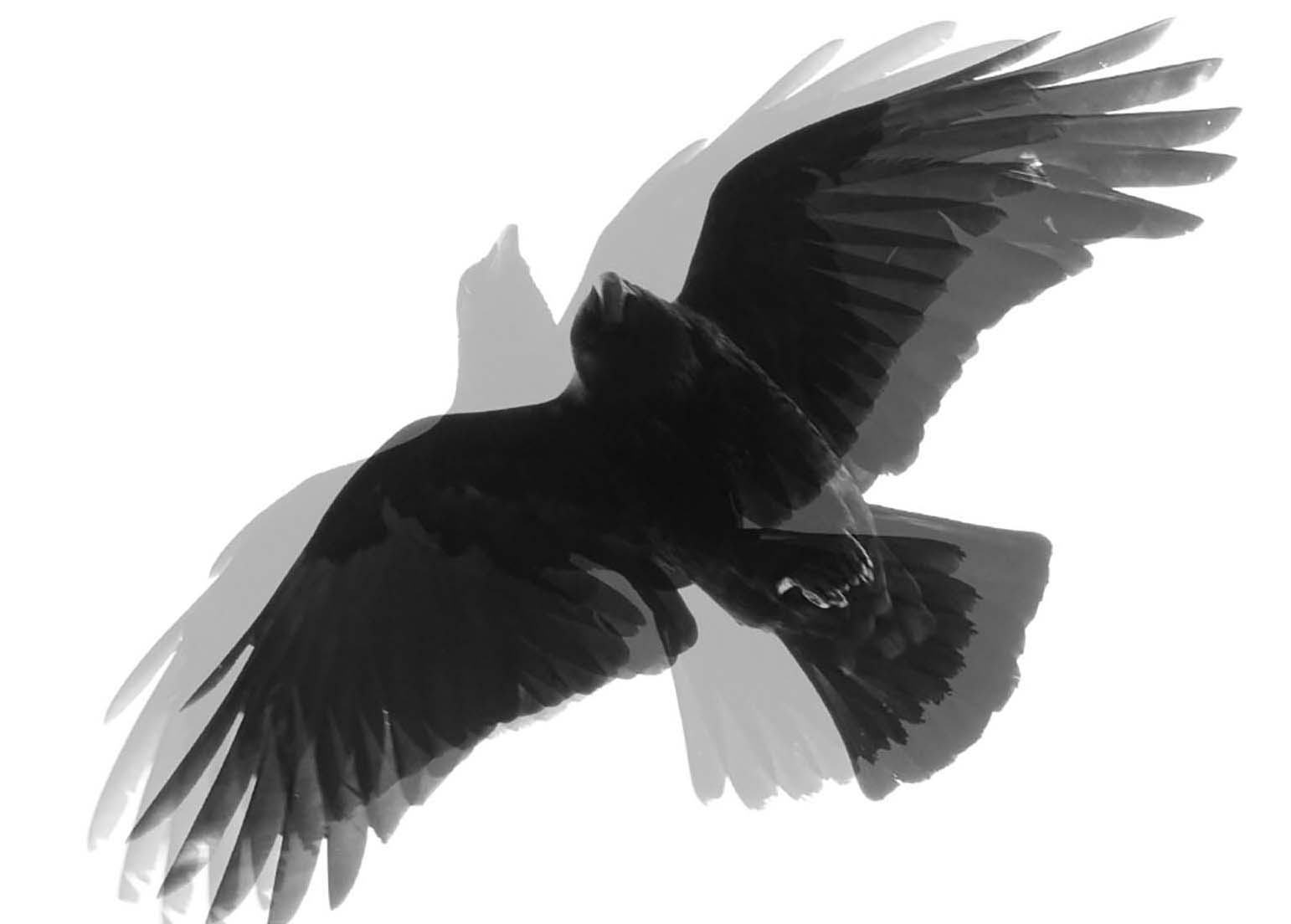 Jutta Schwöbel: Hugin und Munin, Fotografie, 2023