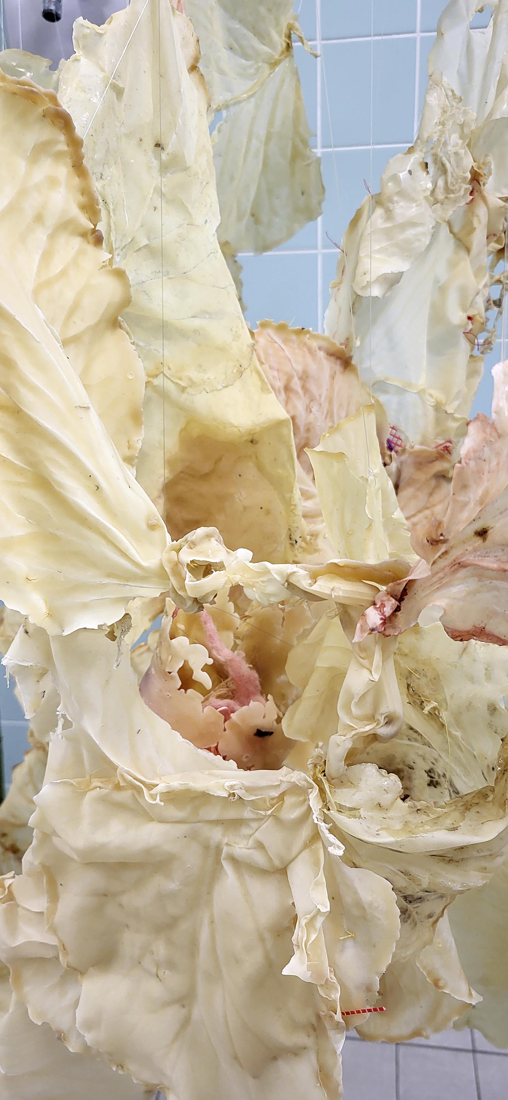 Petra Steeger: Growing up blüht. 2026, Latex, Garn